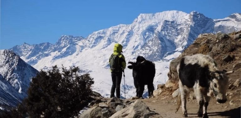 A trekker with domestic animals in the mountains of Nepal.