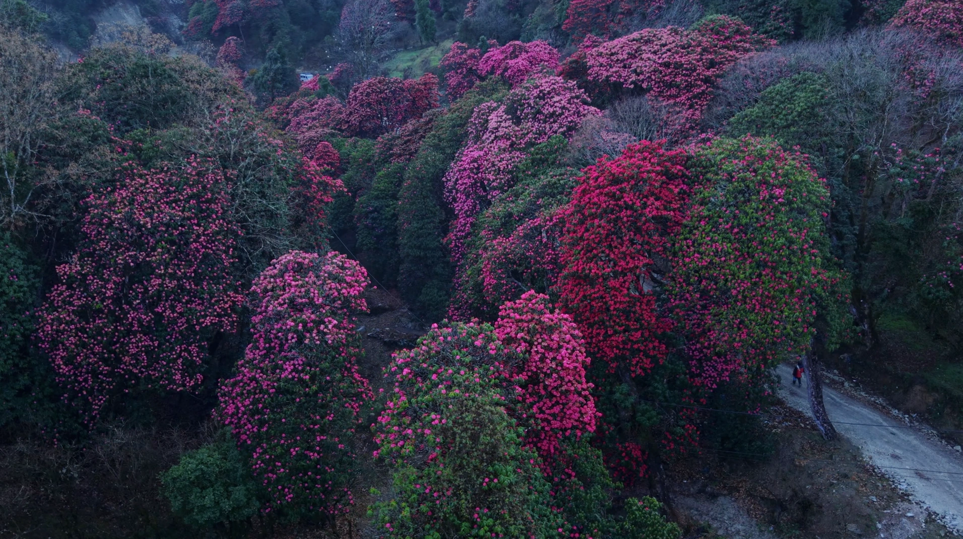 Beautiful Rhododendron forest in Poonhill
