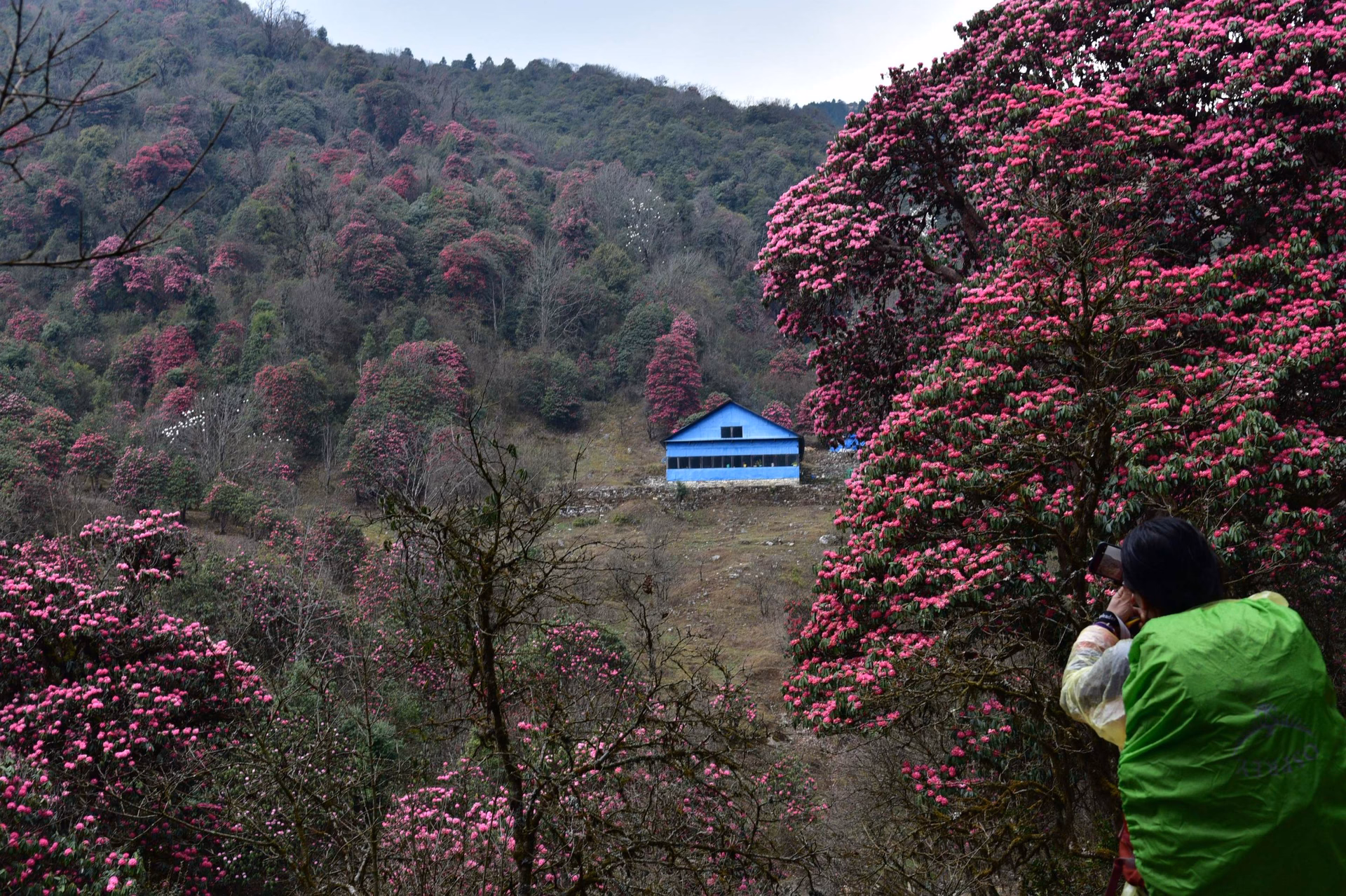 Beautiful rhododendron's forest of Poonhill