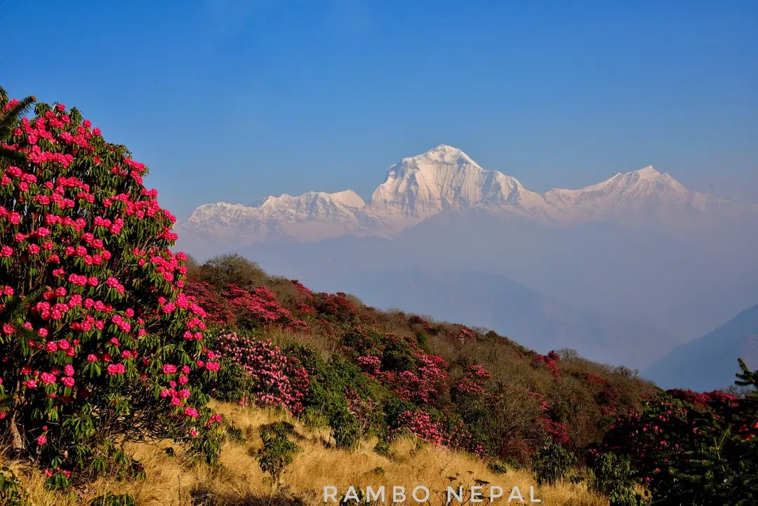 bloomed-flowers-in-the-poon-hill-area-annapurna.webp