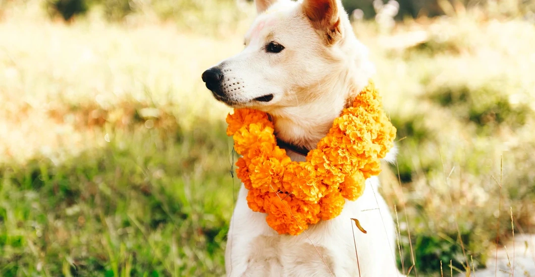 Celebration for dogs (kukur tihar)