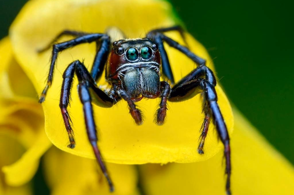 Cosmophasis Jumping Spider