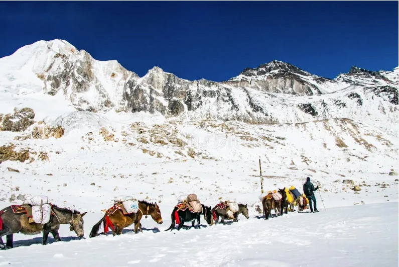 Donkey carrying essentials along Larke Pass in Manaslu Circuit