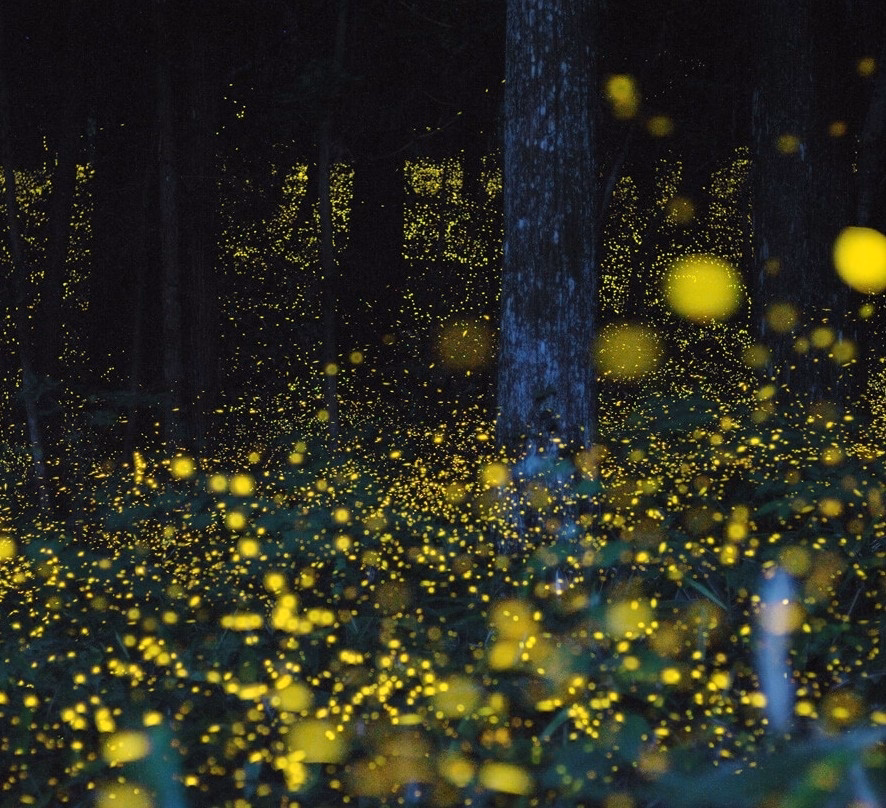 firefly-watching-tour-dhading.avif