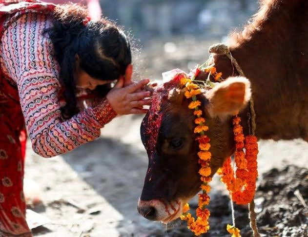 A lady bowing to the cow during Cow puja in Tihar