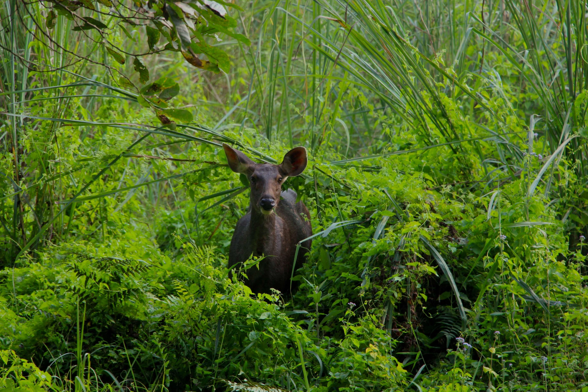 Chitwan National Park
