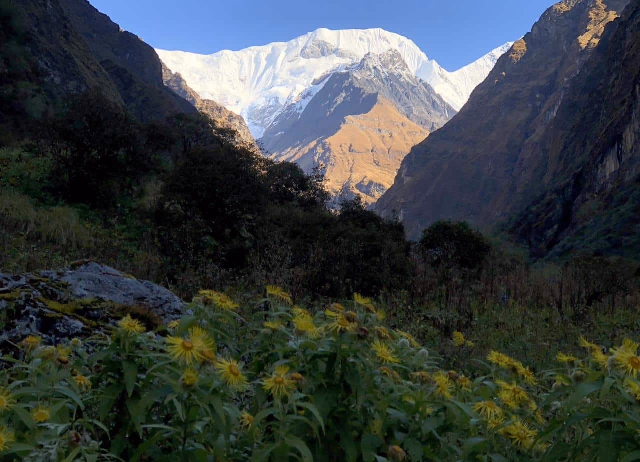 Sunflower flower in the mountains