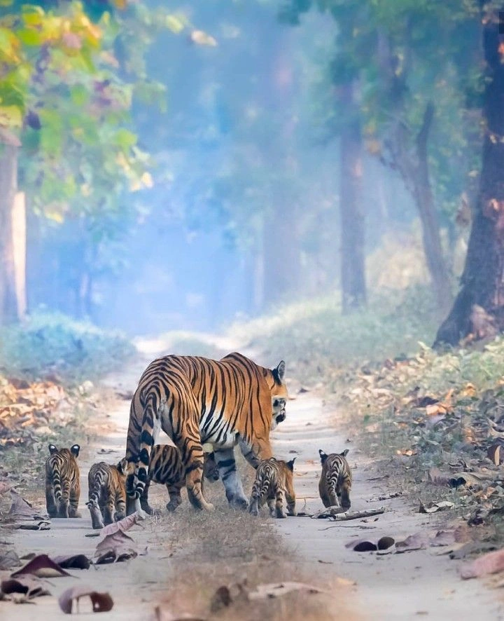 Chitwan National Park