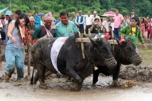 Tourists and farmers plowing fields to celebrate the mud festival in Nepal.