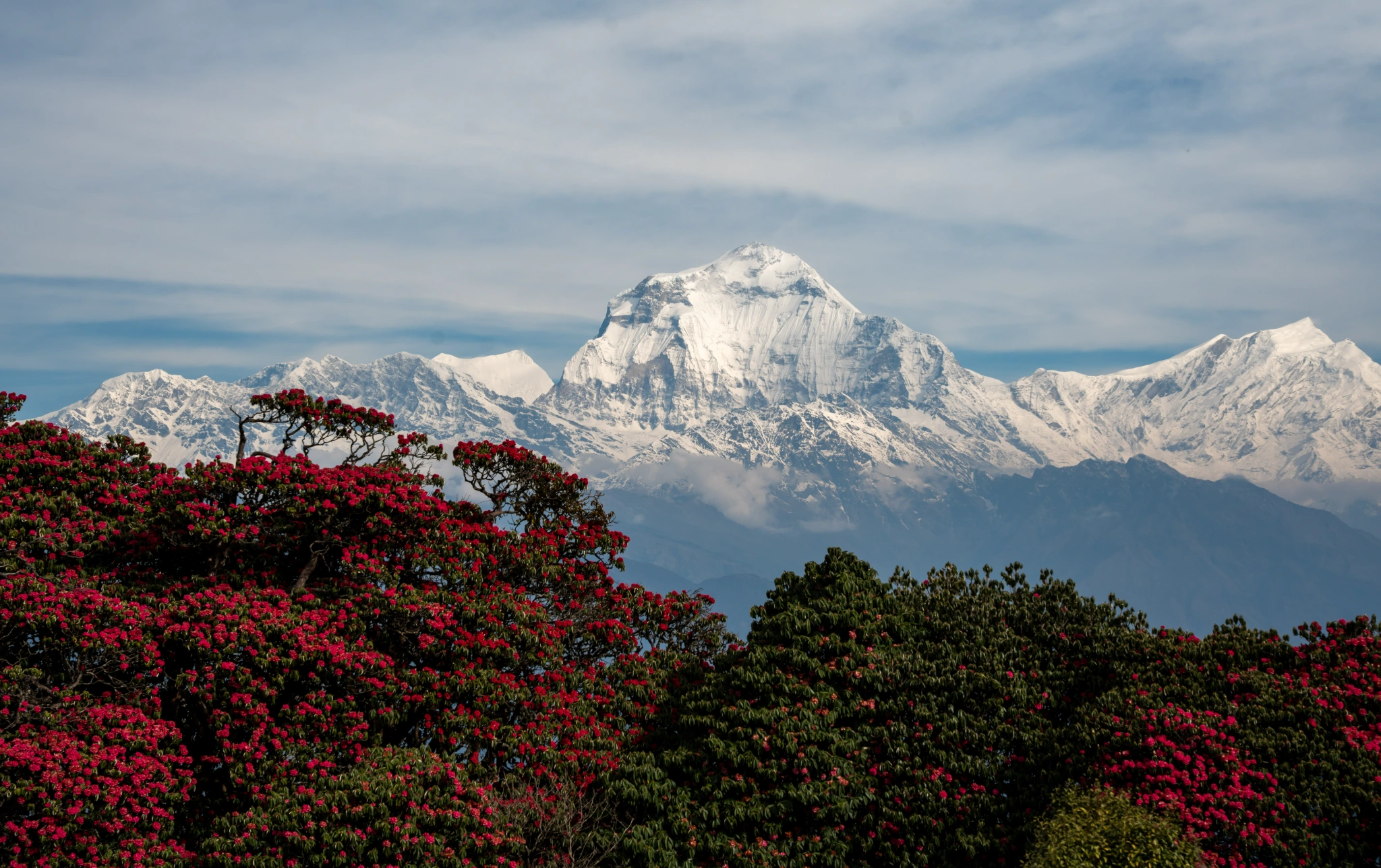 View of Mount Dhaulagiri along with Rhododendron forest as seen from Poon Hill