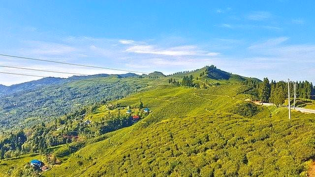 View of tea garden in Kanyam, Illam