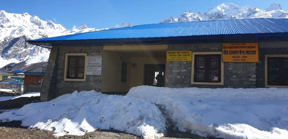 Yak Cheese Factory, Kyanjin Gompa