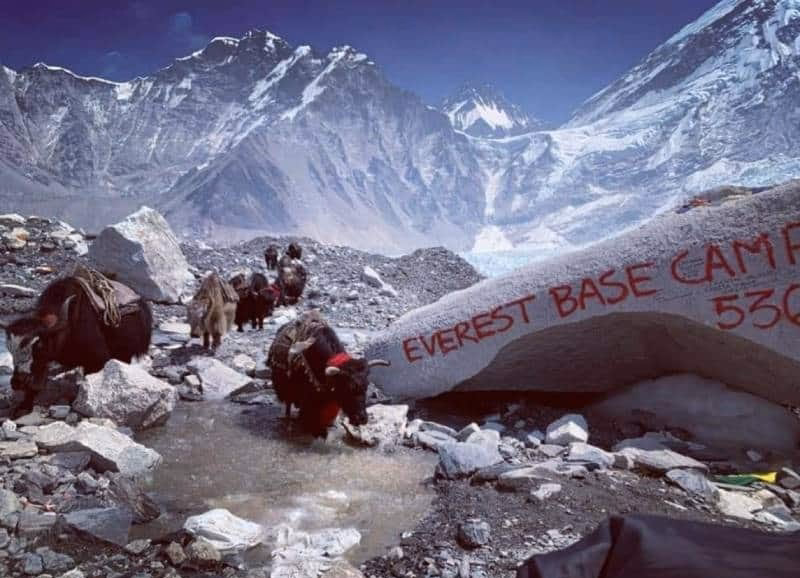 yaks at Everest Base Camp